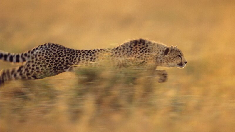 Cheetah Running — Yellow, Dynamic