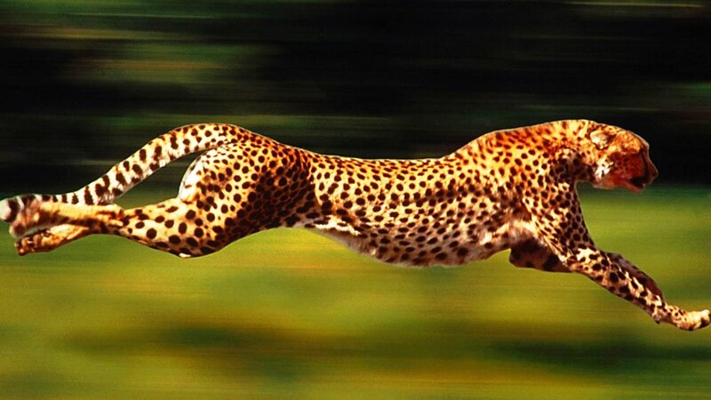 Cheetah Running — Yellow
