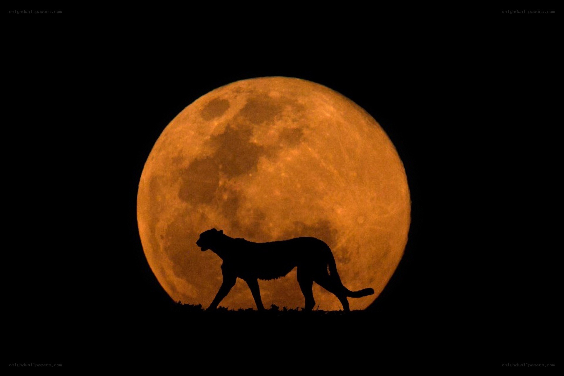 Cheetah silhouette against full moon