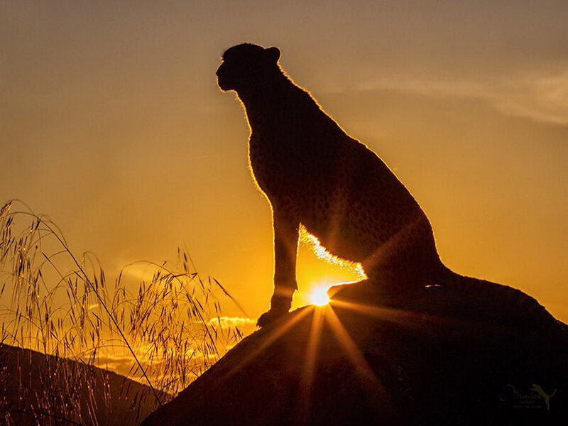 Cheetah Silhouette — Orange, Dramatic, Sunset, Photograph, Sun, Rock