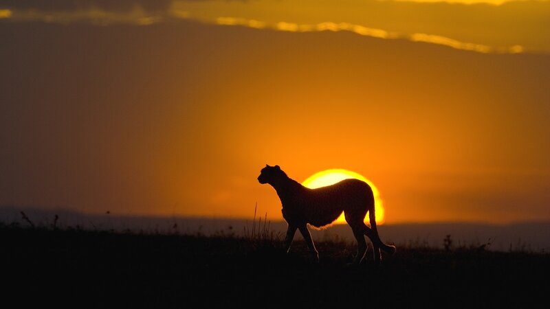 Cheetah Silhouette — Orange, Dramatic, Sunset, Photograph, Sun, Sky, Grass
