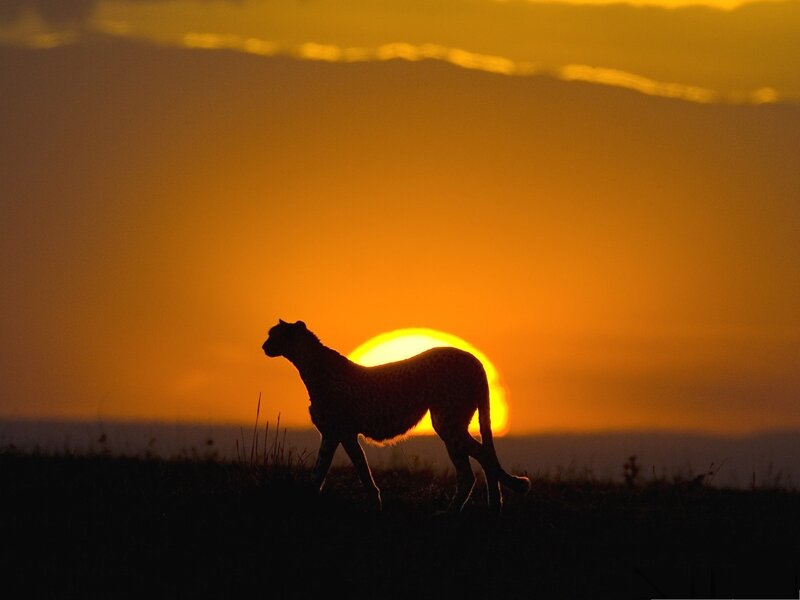 Cheetah Silhouette — Orange, Dramatic, Sunset, Photograph, Sun, Sky