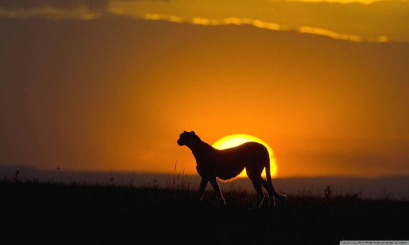 Cheetah Silhouette — Orange, Dramatic, Sunset, Photograph, Sun