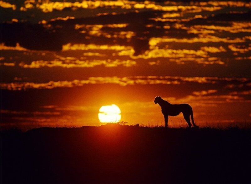 Cheetah Silhouette — Orange, Dramatic, Sunset, Photograph
