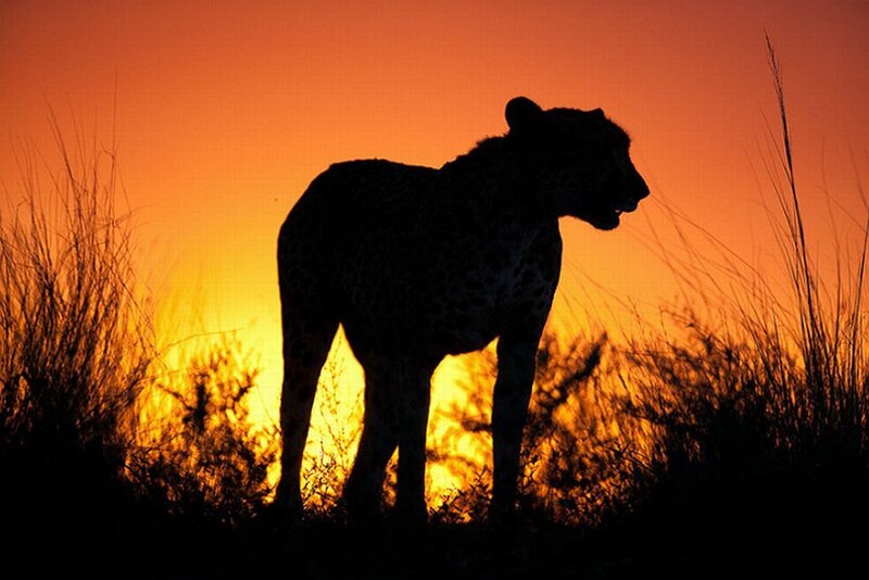 Cheetah Silhouette — Orange, Dramatic, Sunset