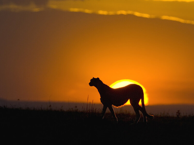 Cheetah Silhouette — Orange, Dramatic