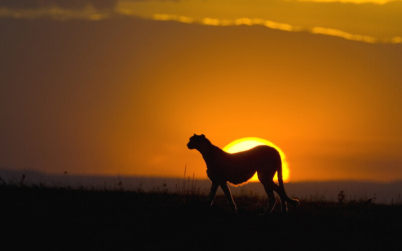 Cheetah Silhouette — Orange