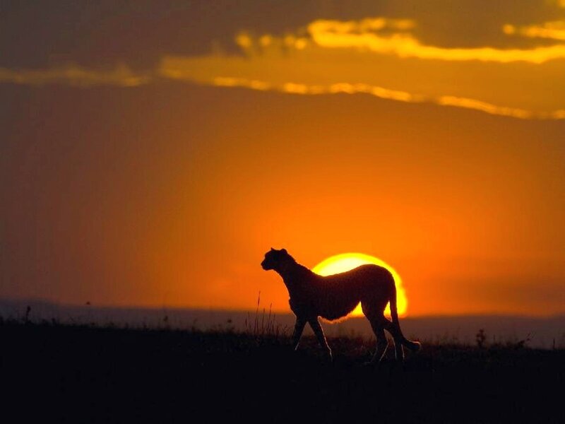 Cheetah Silhouette