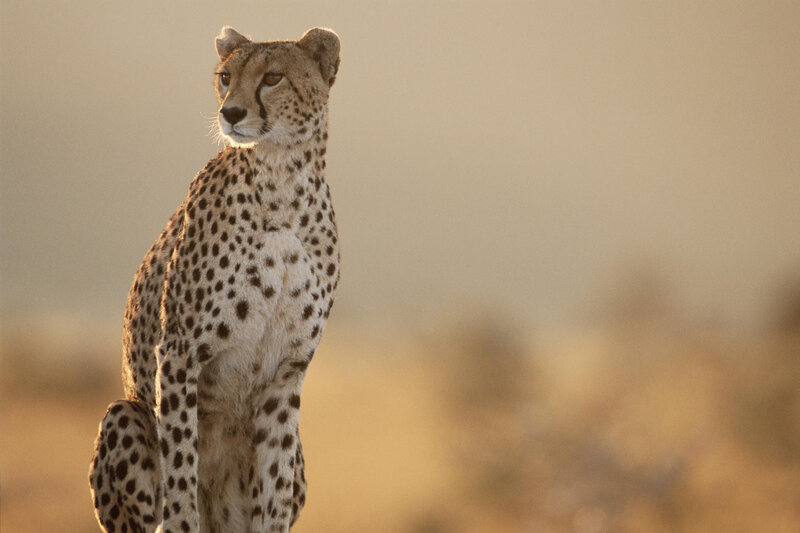 Cheetah Sitting in Savanna — Tan, Calm