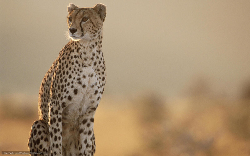 Cheetah Sitting in Savanna — Tan