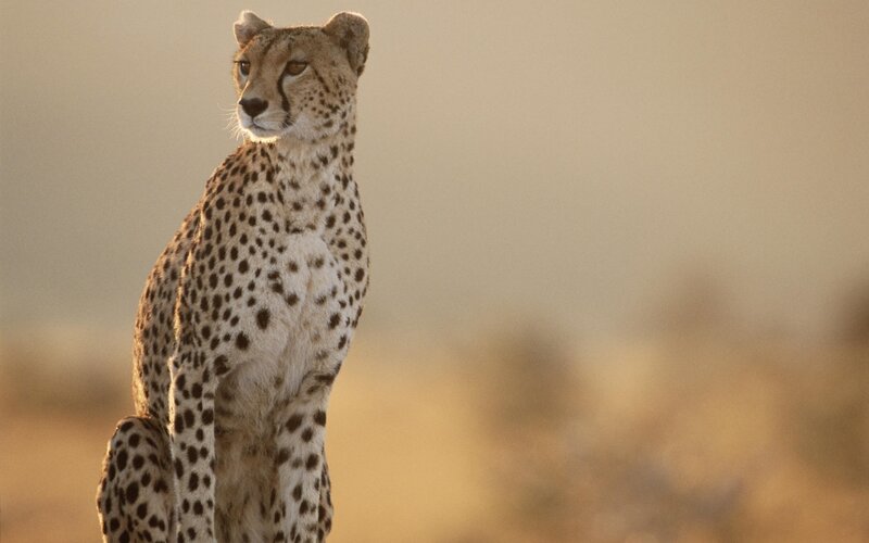 Cheetah Sitting in Savanna