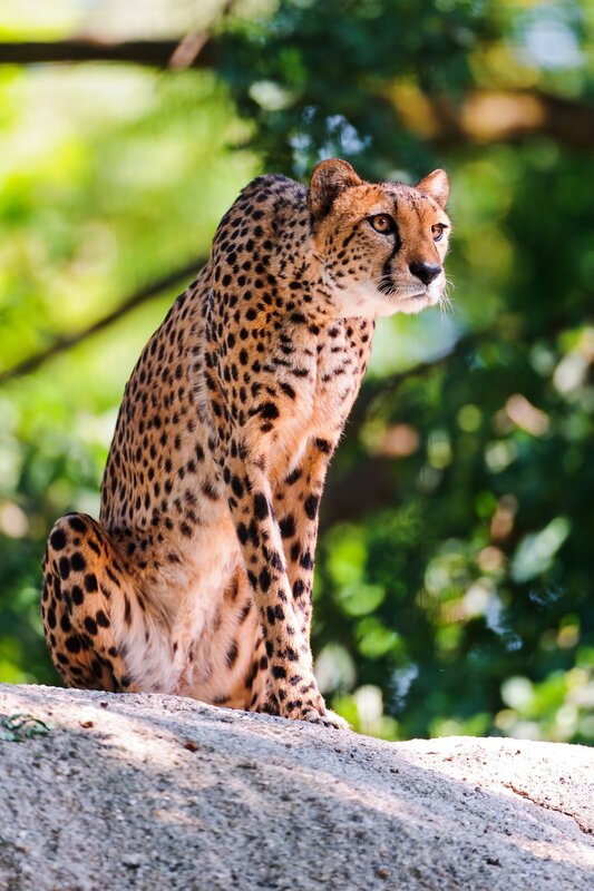 Cheetah sitting on a rock