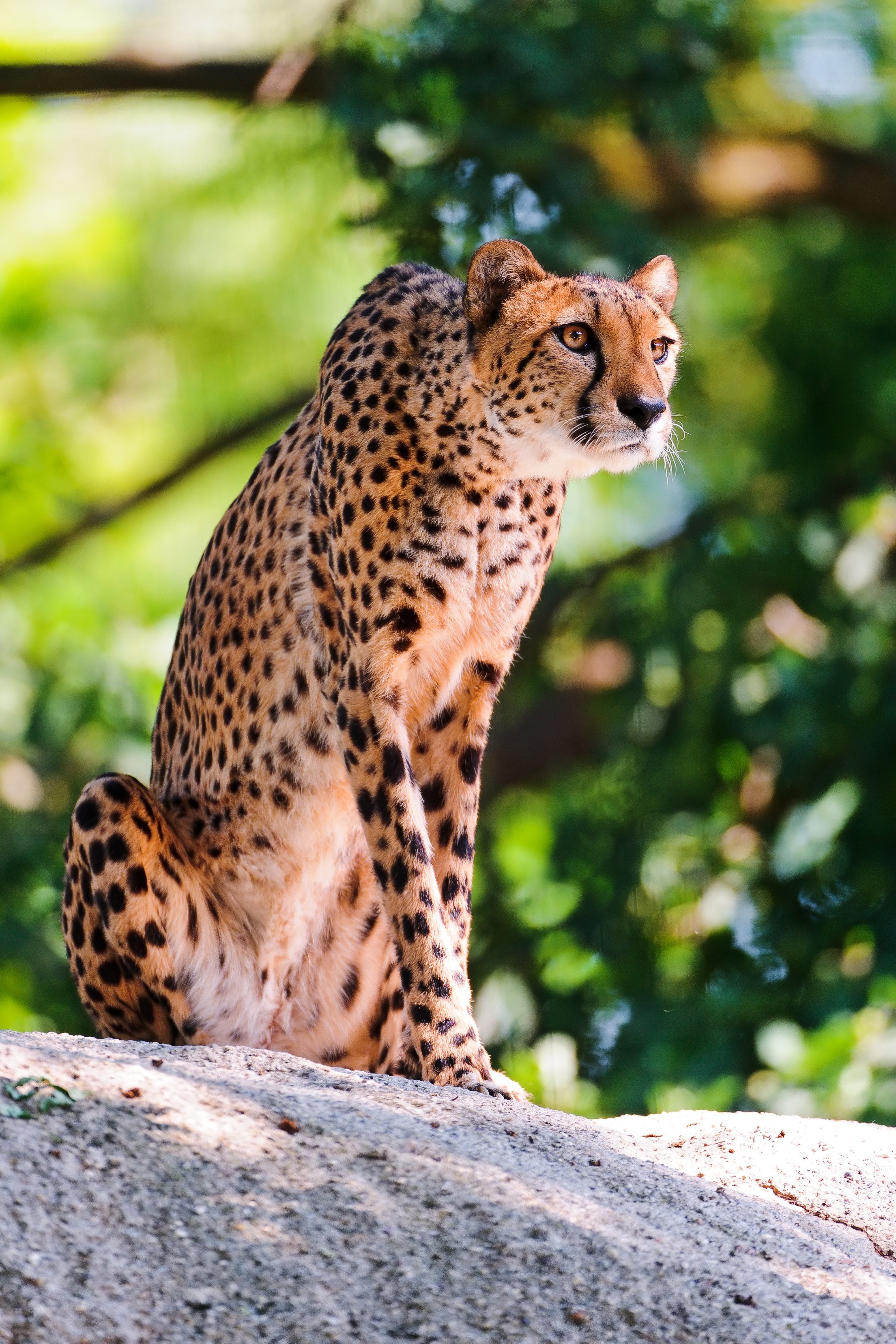 Cheetah sitting on a rock