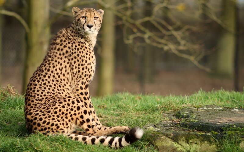 Cheetah Sitting on Grass — Brown