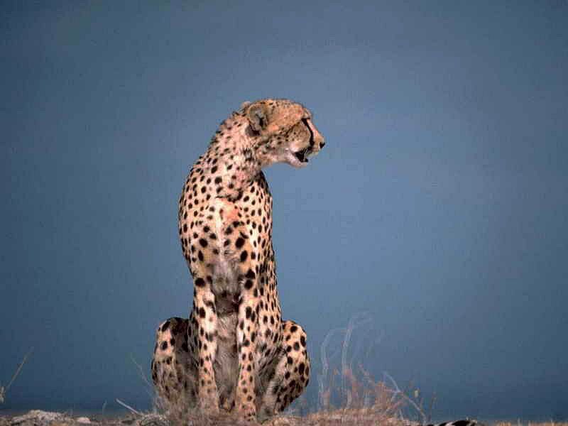 Cheetah Sitting Upright