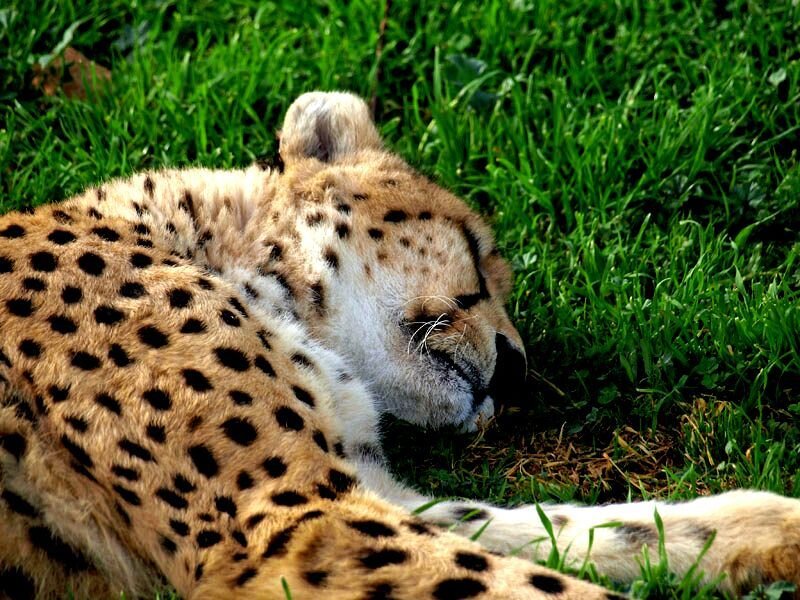 Cheetah Sleeping on Grass