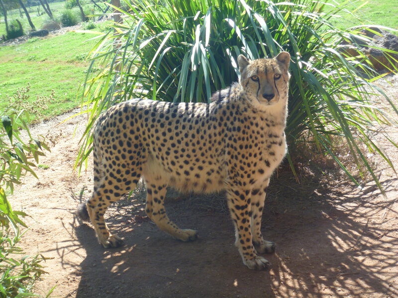 Cheetah Standing in Enclosure