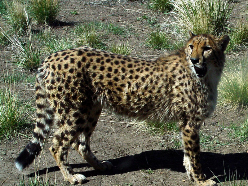 Cheetah Standing in Grass — Brown