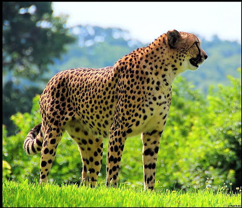 Cheetah Standing in Grass — Green