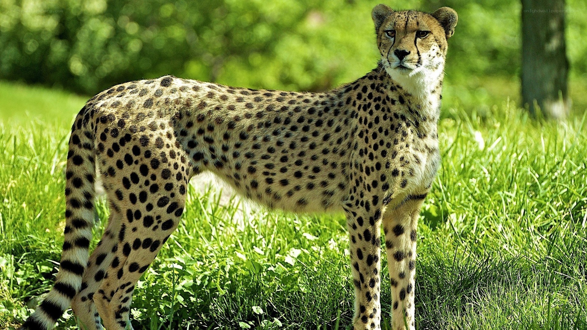 Cheetah standing in grass