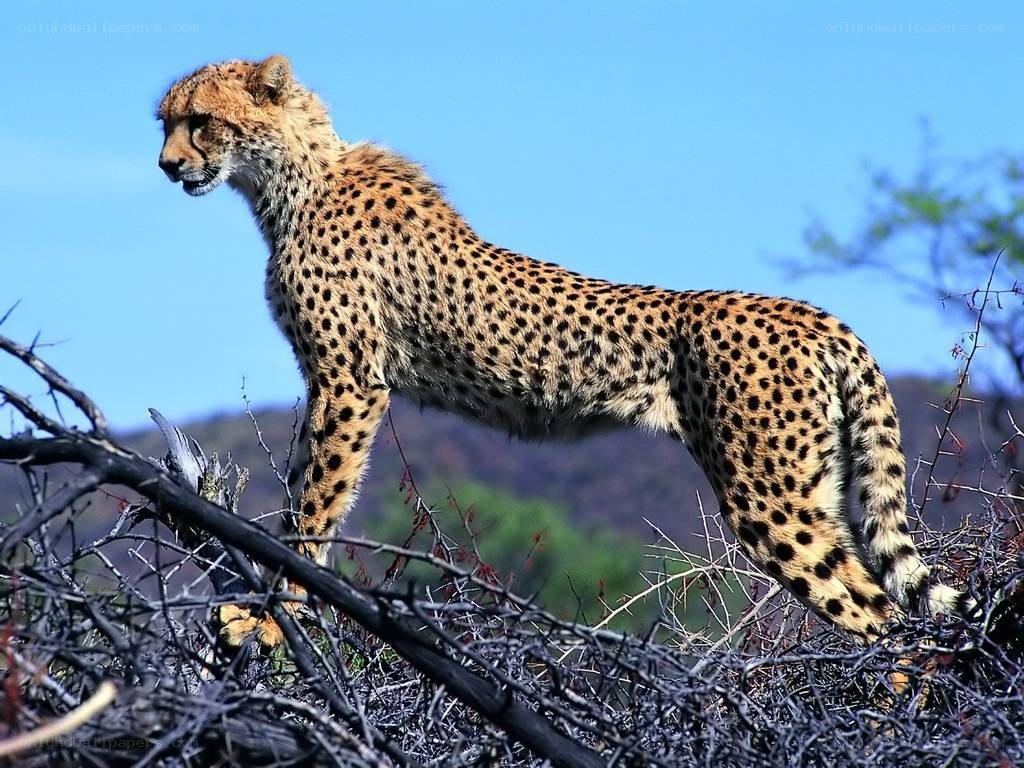 Cheetah standing on a bush