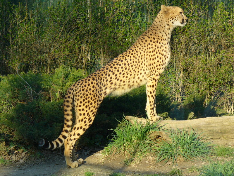 Cheetah standing on a log