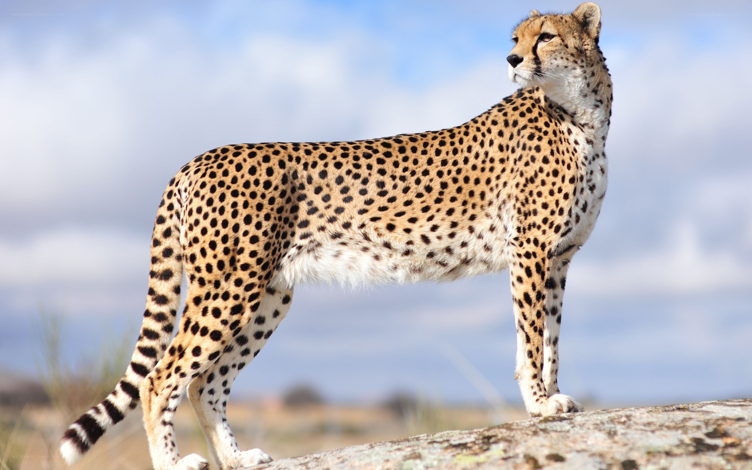 Cheetah standing on a rock