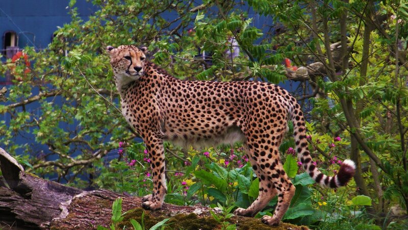 Cheetah Standing on Log — Green