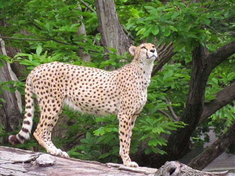 Cheetah Standing on Log