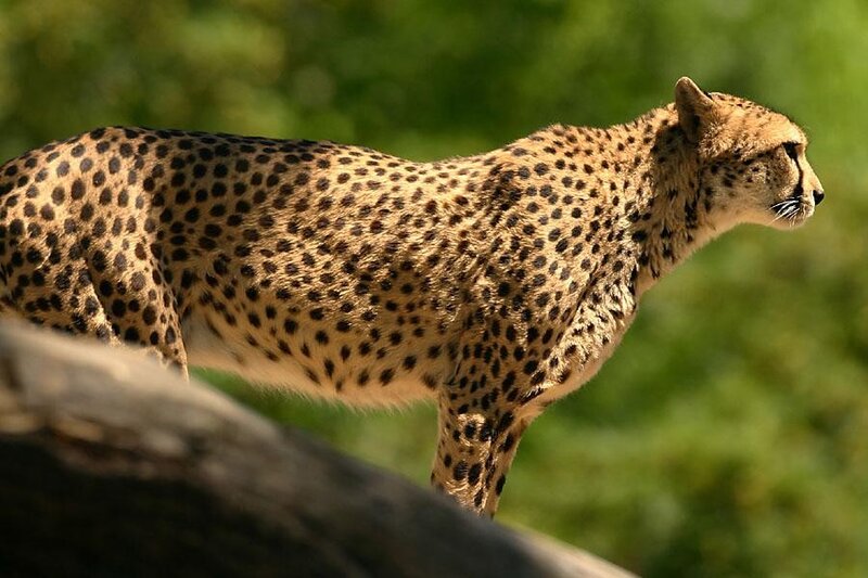 Cheetah Standing on Rock