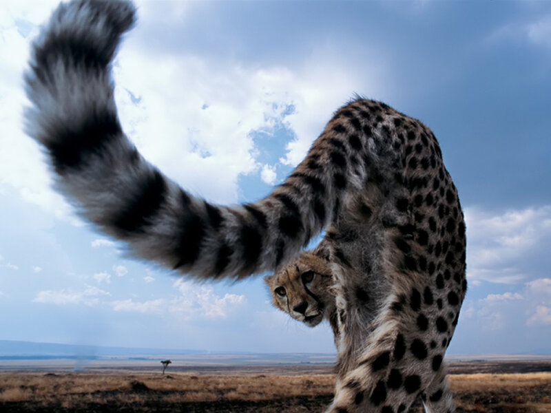 Cheetah Stretching — Blue
