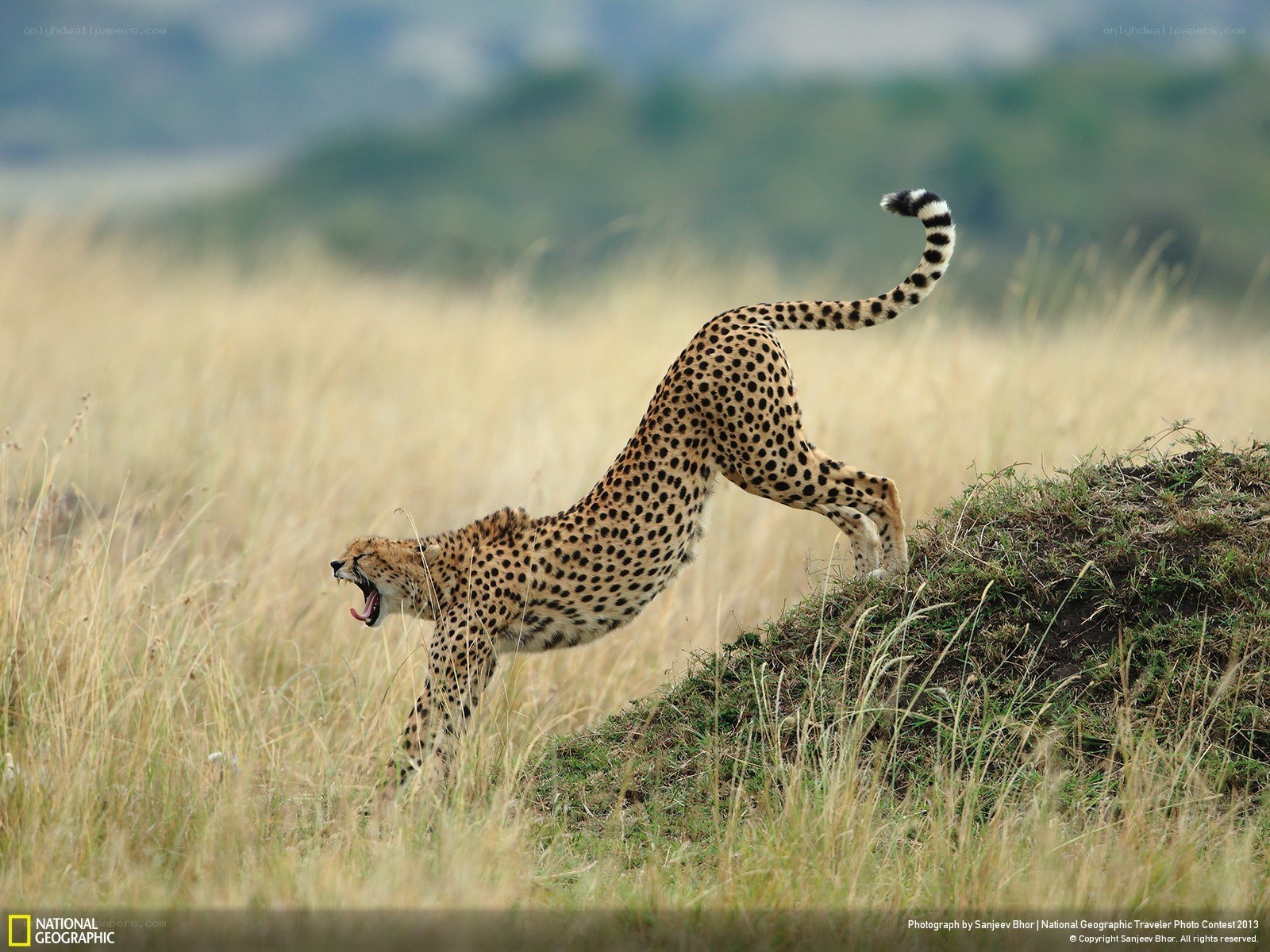 Cheetah stretching in savanna