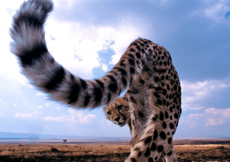 Cheetah stretching in savanna