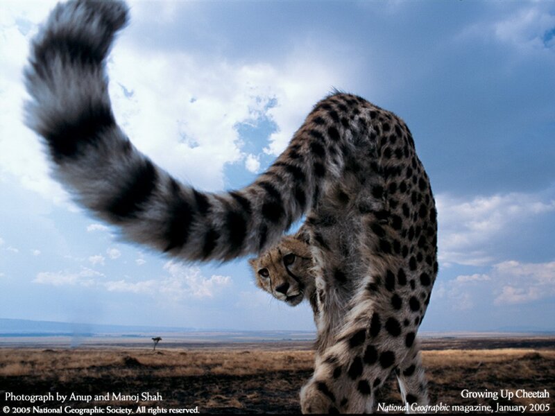 Cheetah Stretching