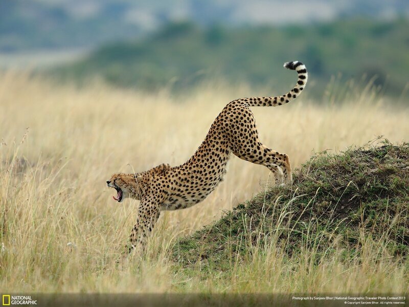 Cheetah Stretching — Yellow, Natural