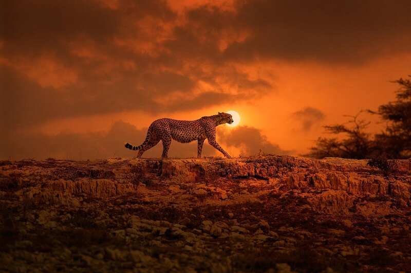 Cheetah Walking at Sunset — Orange