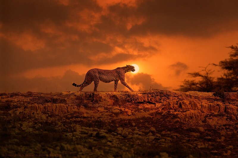 Cheetah Walking at Sunset