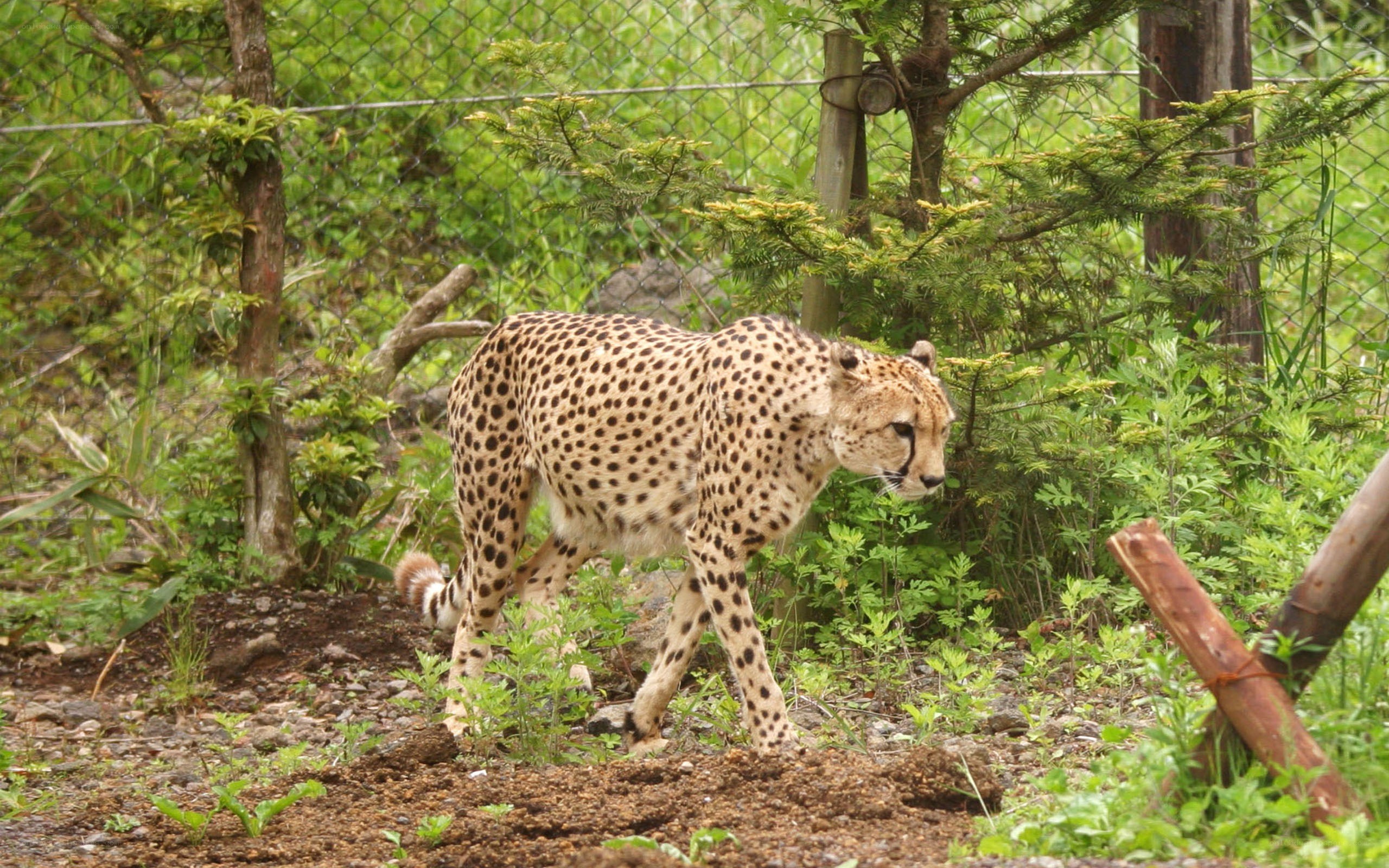 Cheetah walking in enclosure