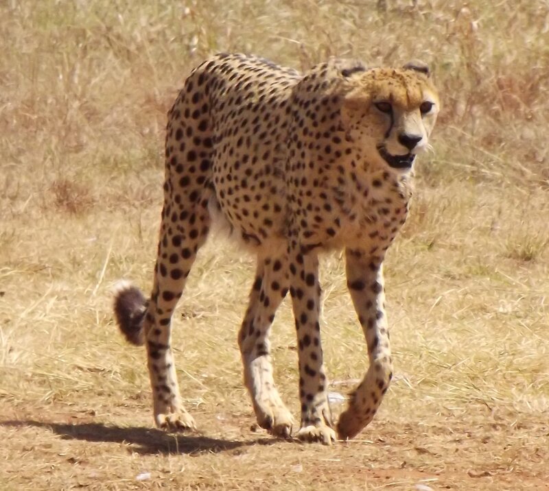 Cheetah Walking in Grass — Tan, Alert, Afternoon