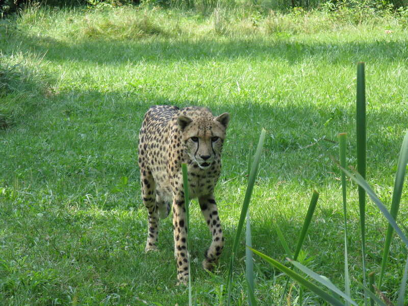 Cheetah Walking in Grass
