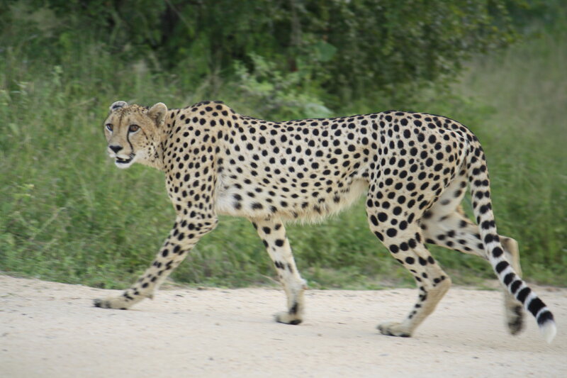 Cheetah walking on a dirt path