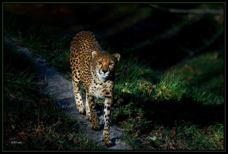 Cheetah walking on a path