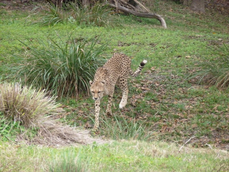 Cheetah Walking on Grass