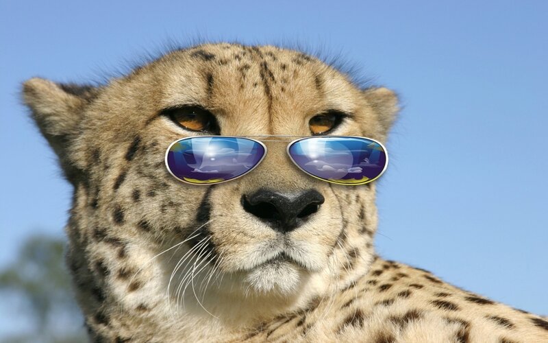 cheetah wearing sunglasses