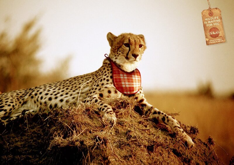 Cheetah with a bib