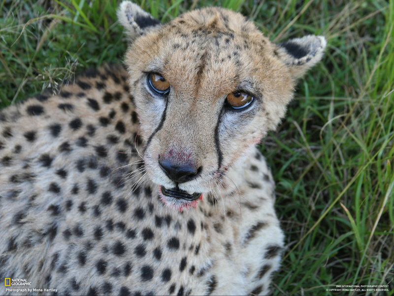 Cheetah with Blood on Face — Brown, Intense