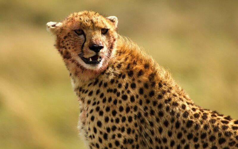 Cheetah with Blood on Face — Brown