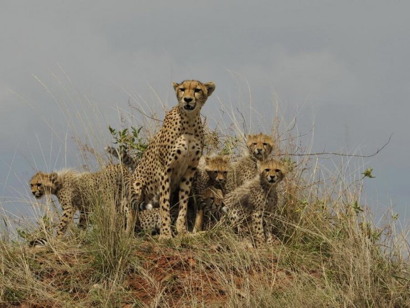 Cheetah with Cubs — Brown, Alert