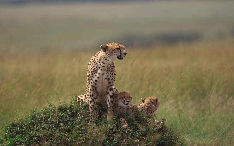 Cheetah with Cubs — Brown, Calm, Afternoon, Photograph, Grassland, Bush