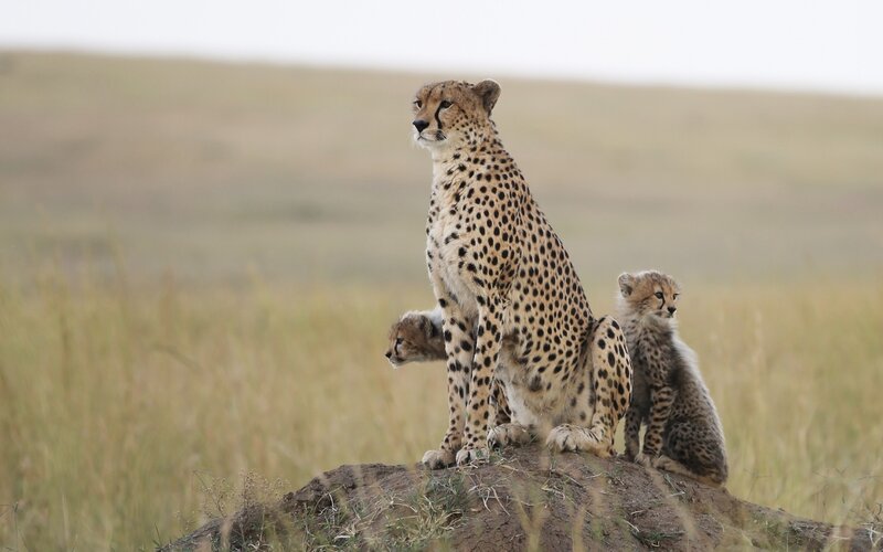 Cheetah with Cubs — Brown, Calm, Afternoon, Photograph, Grassland